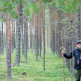 Keminmaalainen metsäneuvoja Ilkka Ronkainen etsii rajalinjoja tyypillisimmin ennen hakkuita. Tässä metsässä rajan paikka on helppo erottaa. Rajanaapureista toinen on harventanut metsänsä, toinen ei.