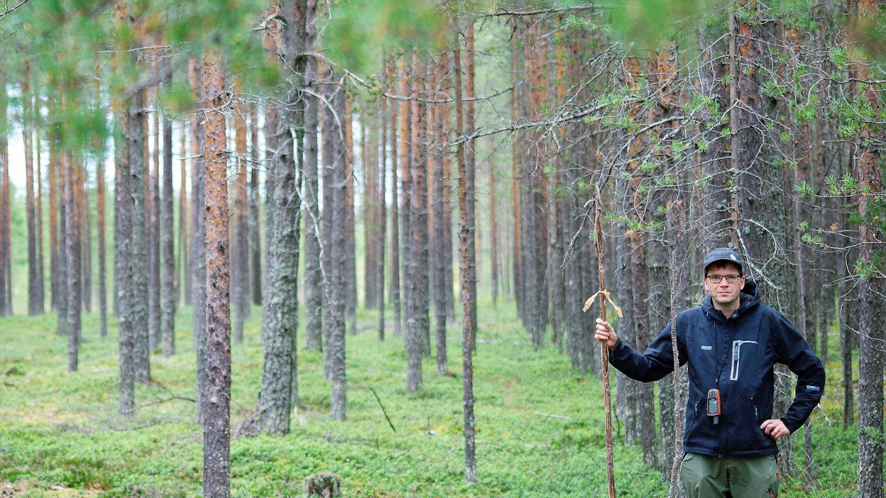 Keminmaalainen metsäneuvoja Ilkka Ronkainen etsii rajalinjoja tyypillisimmin ennen hakkuita. Tässä metsässä rajan paikka on helppo erottaa. Rajanaapureista toinen on harventanut metsänsä, toinen ei.