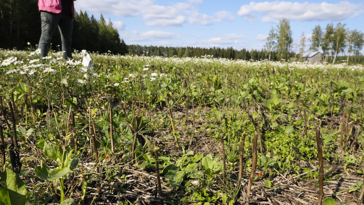 Kuivuus leikkaa satoja voimakkaasti, jopa viidennekseen normaalista.