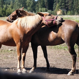 Hevosten ja ponien astutukset vähenevät edelleen.