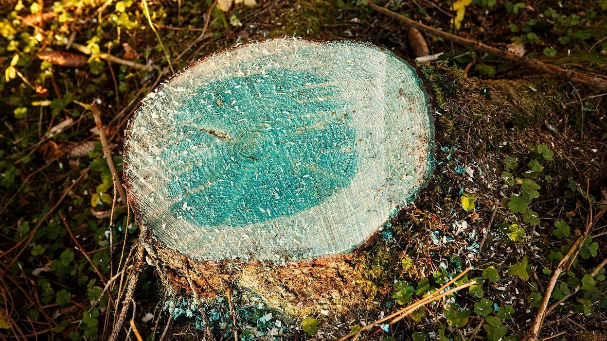 Juurikäävän torjuntaa laki vaatii toukokuun alusta marraskuun loppuun eteläisessä ja keskisessä Suomessa.
