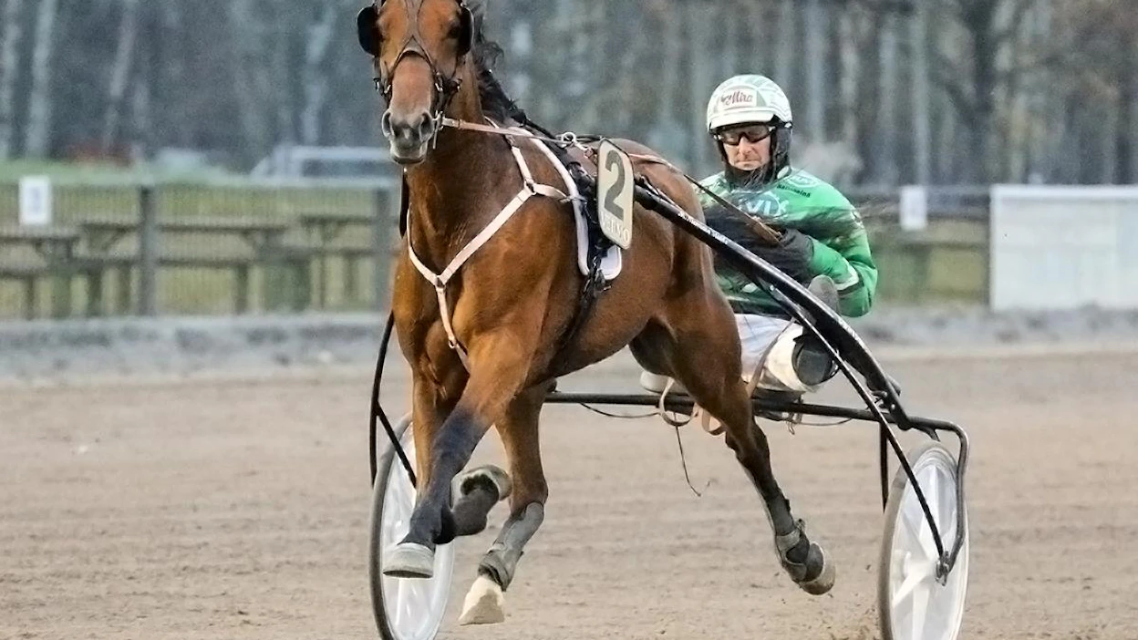 Urallaan neljässä startissa tappioton Nefertiti Frido lämmittelee tässä Vermossa. Se joutuu jäämään pois Jyväskylän kaksivuotiaiden tammojen Kasvattajakruunusta.