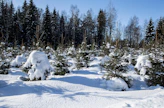 Metsälahjavähennyksellä suositaan professori Hiilamon mielestä muutenkin etuoikeutettuja metsänomistajia.