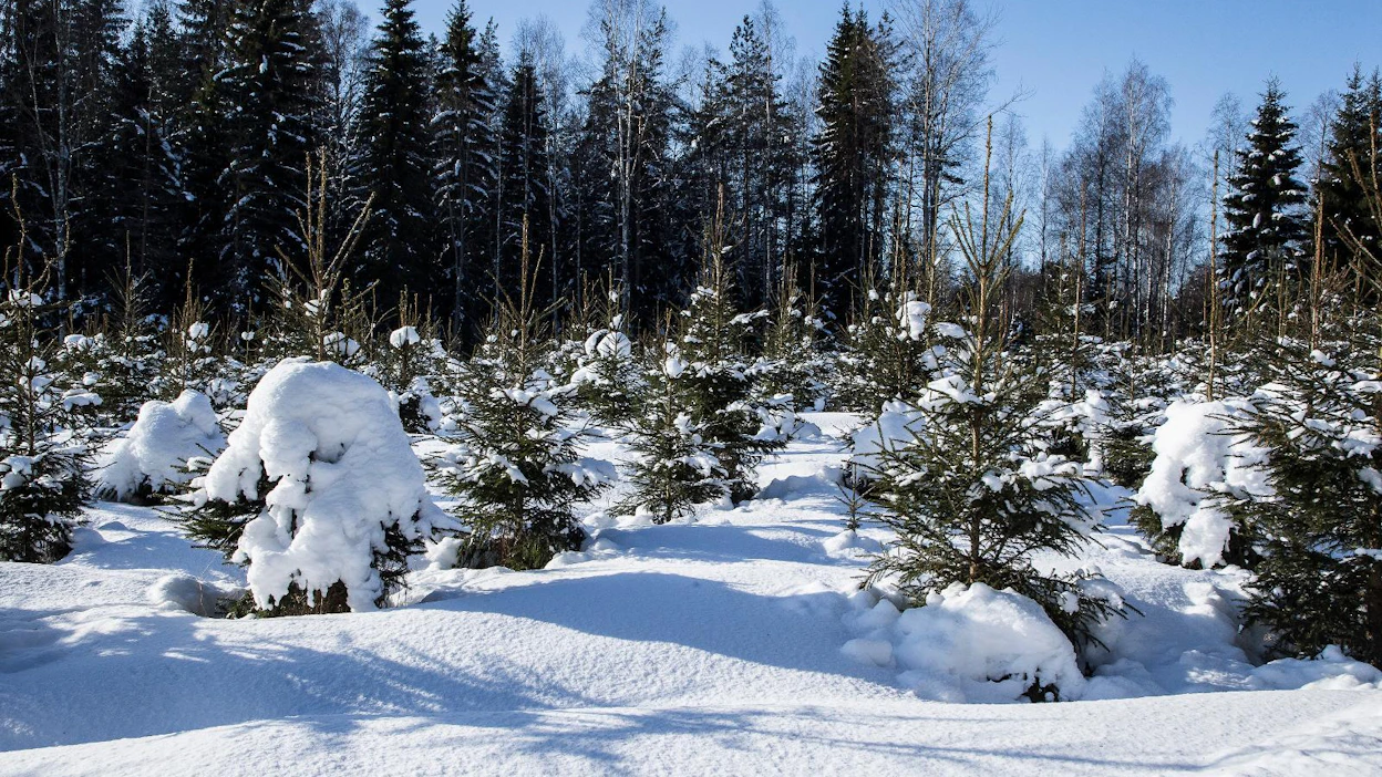 Metsälahjavähennyksellä suositaan professori Hiilamon mielestä muutenkin etuoikeutettuja metsänomistajia.