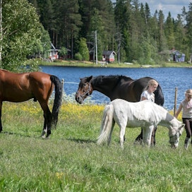 Hevosen lukutaitoa voi kehittää leireillä tarkkailemalla hevosia laumassa. Yrittäjät kannustavat leiriläisiä unohtamaan myös silloin kuvaamisen ja keskittymään hevoseen.