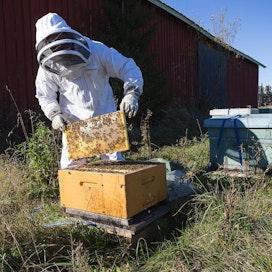 Heiskanen käsittelee  mehiläisiä suojapuku päällä, mutta välttää tainnuttavan savun käyttöä, sillä  pesän palautuminen sen  aiheuttamasta hälytystilasta saattaa kestää koko päivän