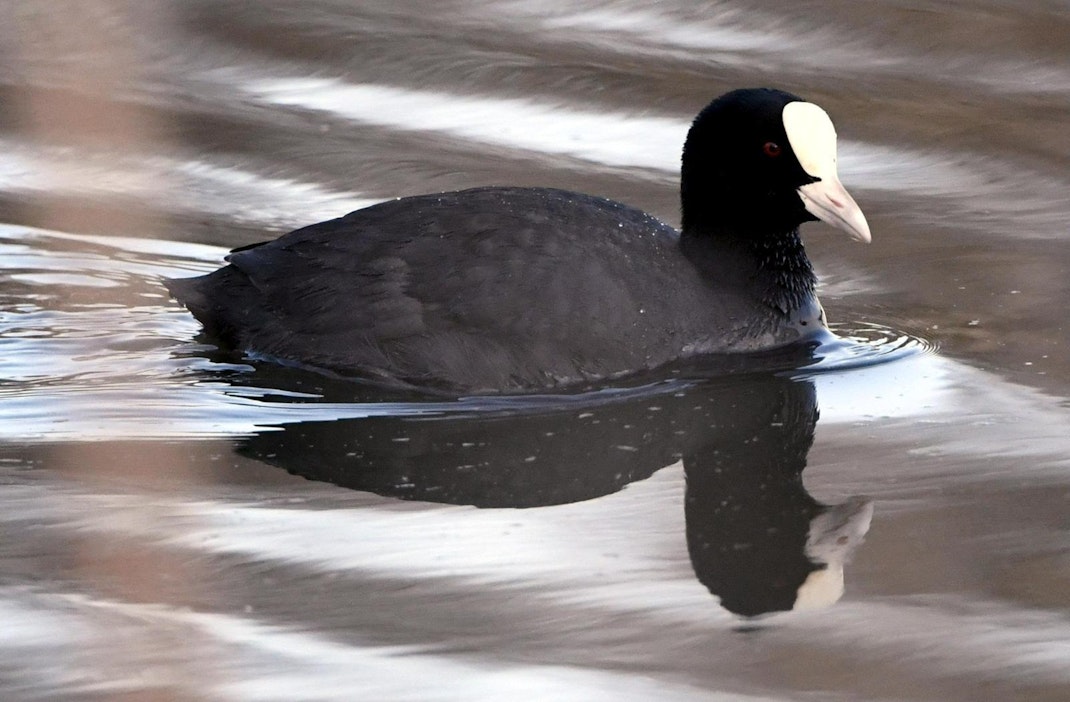 Nokikana on erittäin uhanalainen, mutta sen metsästystä ei ole kielletty. LEHTIKUVA / Jussi Nukari