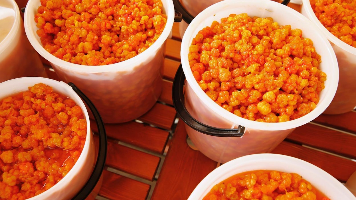 Lämmin sää on kypsyttänyt Lapin hillasadon.