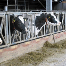 Friesland Campina maksaa maitolitrasta 34,5 senttiä tammikuusta alkaen.