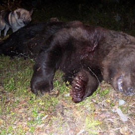 Kuvan karhu ei liity tapaukseen. Karhunlihasta saatava tuotto ohjataan yhteislupa-alueen metsästysseurueen käyttöön.