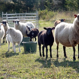Suomalaisella lammastilalla on keskimäärin 59,97 uuhta.