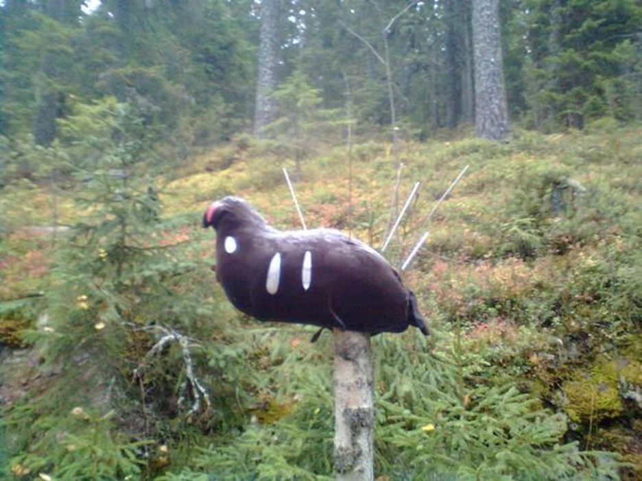 Tekoteeri oli maalattu niin, että se muistuttaisi urosteertä. Siihen oli myös kiinnitetty useita isoja teräviä piikkejä.