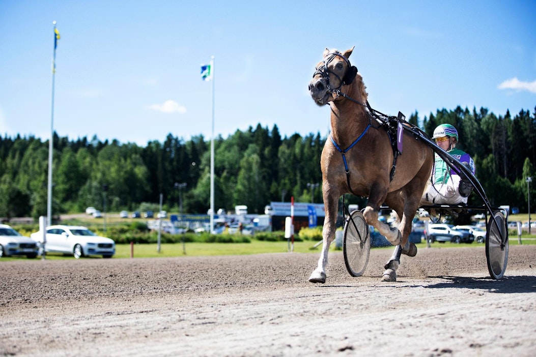 Risto Tupamäki ohjasti tähtiori Costelloa Suur-Hollola-ajossa 2018.