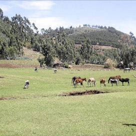 Terhi Torikka Ylilaidunnus köyhdyttää maaperää ja aihettaa eroosiota muun muassa Amharassa, Etiopian pohjoisosassa. FAO:n mukaan kehitysavulla voidaan kehittää köyhien maiden maataloutta nykyistä kestävämmäksi ja tuottavammaksi.