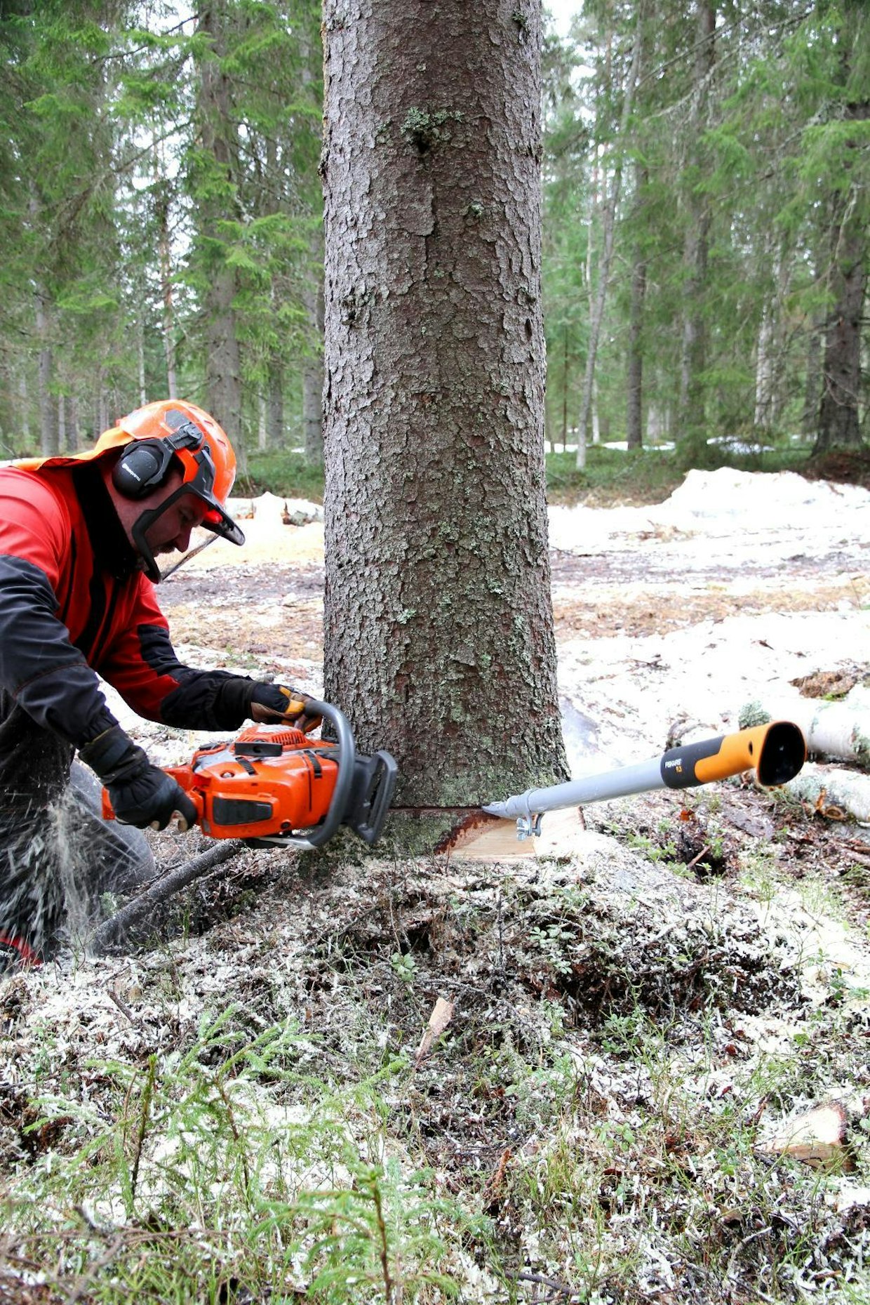 Puun kaataminen hallitusti ja haluttuun paikkaan onnistuu, kunhan opettelee perusperiaatteet. Oikeilla työtavoilla kaataminen sujuu turvallisesti.