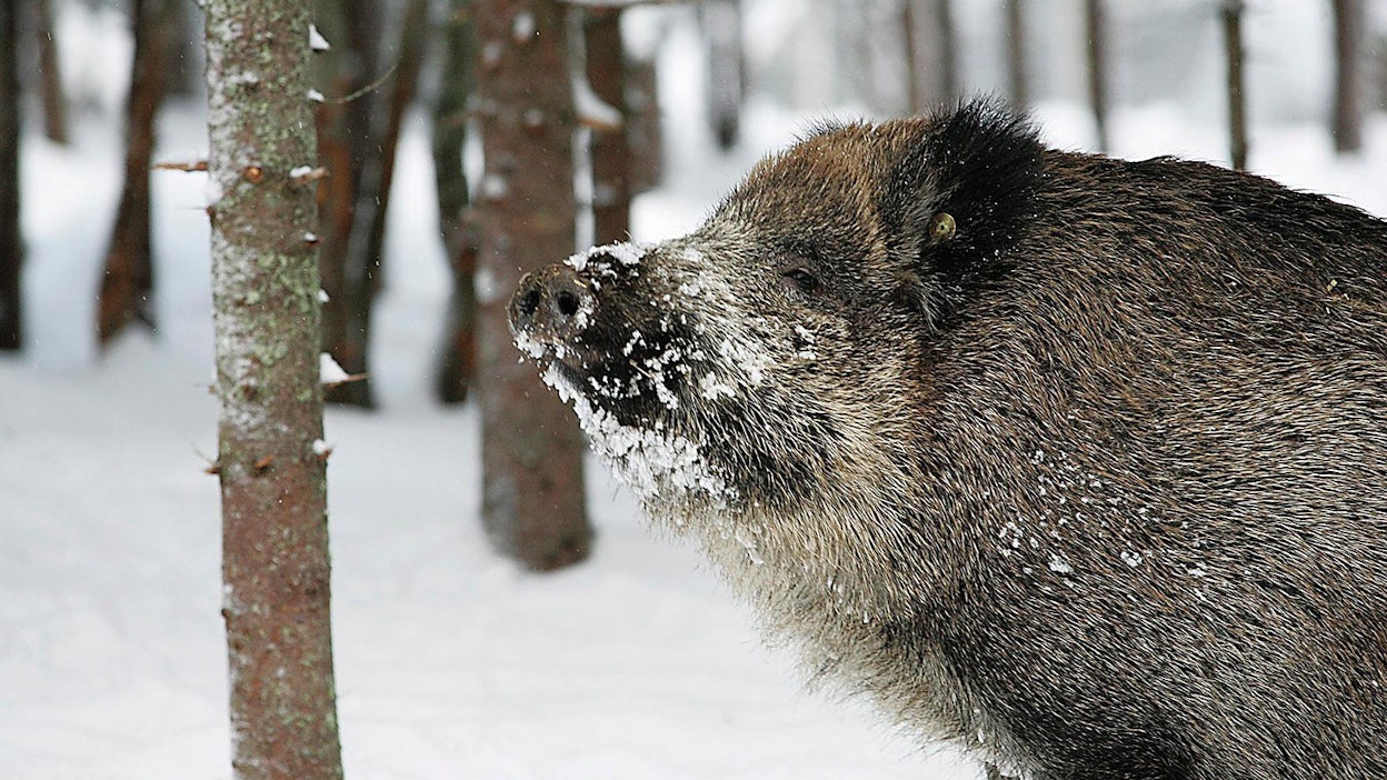 Villisika on tehokas afrikkalaisen sikaruton levittäjä.