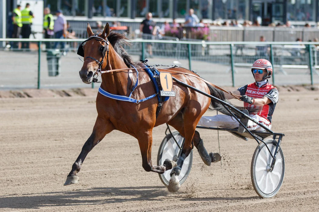 MAS Champ kaunisteli St Legerissä yli 2 600 metrin voltin Suomen ennätystä.