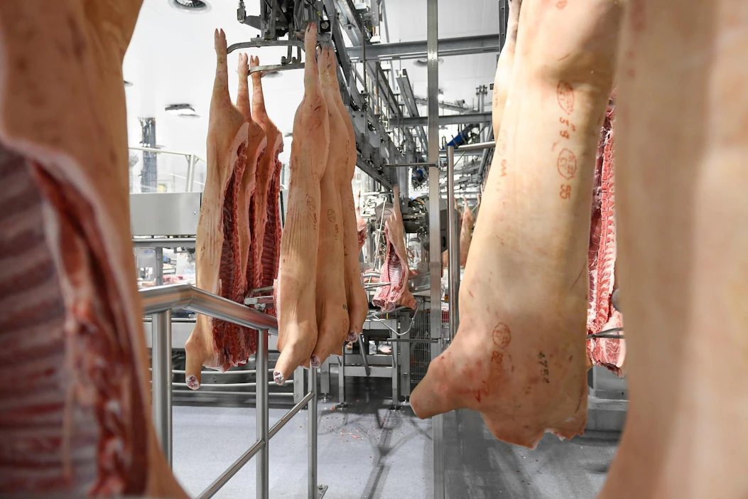 Atria aloitti vuoden alussa tehostamishankkeen Nurmon sikaleikkaamossa. Yhtiö arvioi säästävänsä sen ansiosta jatkossa vuosittain 1,5 miljoonaa euroa.