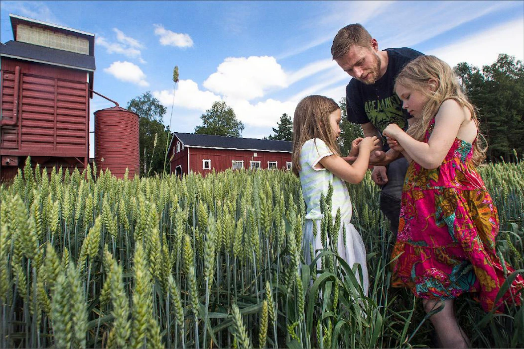 Syysviljat saatiin korjattua ennen elokuun sateita, joten niiden laatu oli pääosin hyvä. Ypäjäläinen Heikki Perho syysvehnälohkollaan tyttäriensä Meerin ja Liinan kanssa 18.7. Kari Salonen