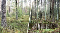 Näistä näkymistä kiistellään. Nopealla hakkuukierrolla hoidettu talousmetsä nielee tehokkaasti hiiltä, mutta hakkaamaton ikimetsä pitää sen pitkään varastoituna.