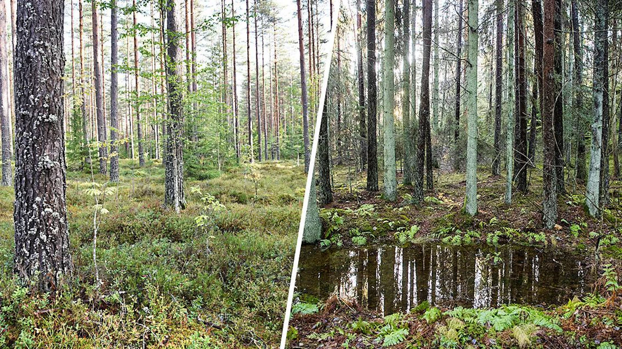 Näistä näkymistä kiistellään. Nopealla hakkuukierrolla hoidettu talousmetsä nielee tehokkaasti hiiltä, mutta hakkaamaton ikimetsä pitää sen pitkään varastoituna.