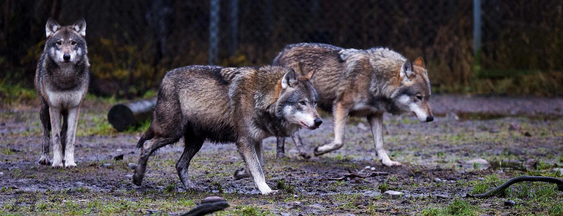 Tarhattuja koirasusia on Suomessa arviolta tuhatkunta. Kuvassa Ähtärin eläinpuiston täysverisiä susia.