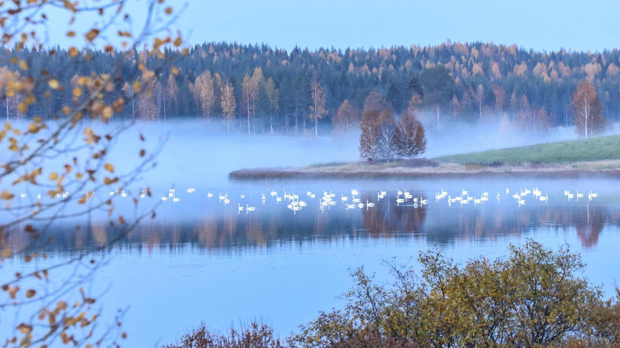 Usvaisen syksyn ihanuus lepäsi laulujoutsenten uidessa Peräjärvellä Nurmeksessa.