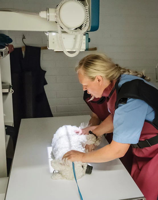 Länsirannikon eläinklinikan pieneläinhoitaja Mervi Karlsson asettelee bichon frisé -rotuista koiraa röntgeniin.