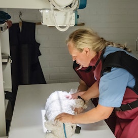 Länsirannikon eläinklinikan pieneläinhoitaja Mervi Karlsson asettelee bichon frisé -rotuista koiraa röntgeniin.