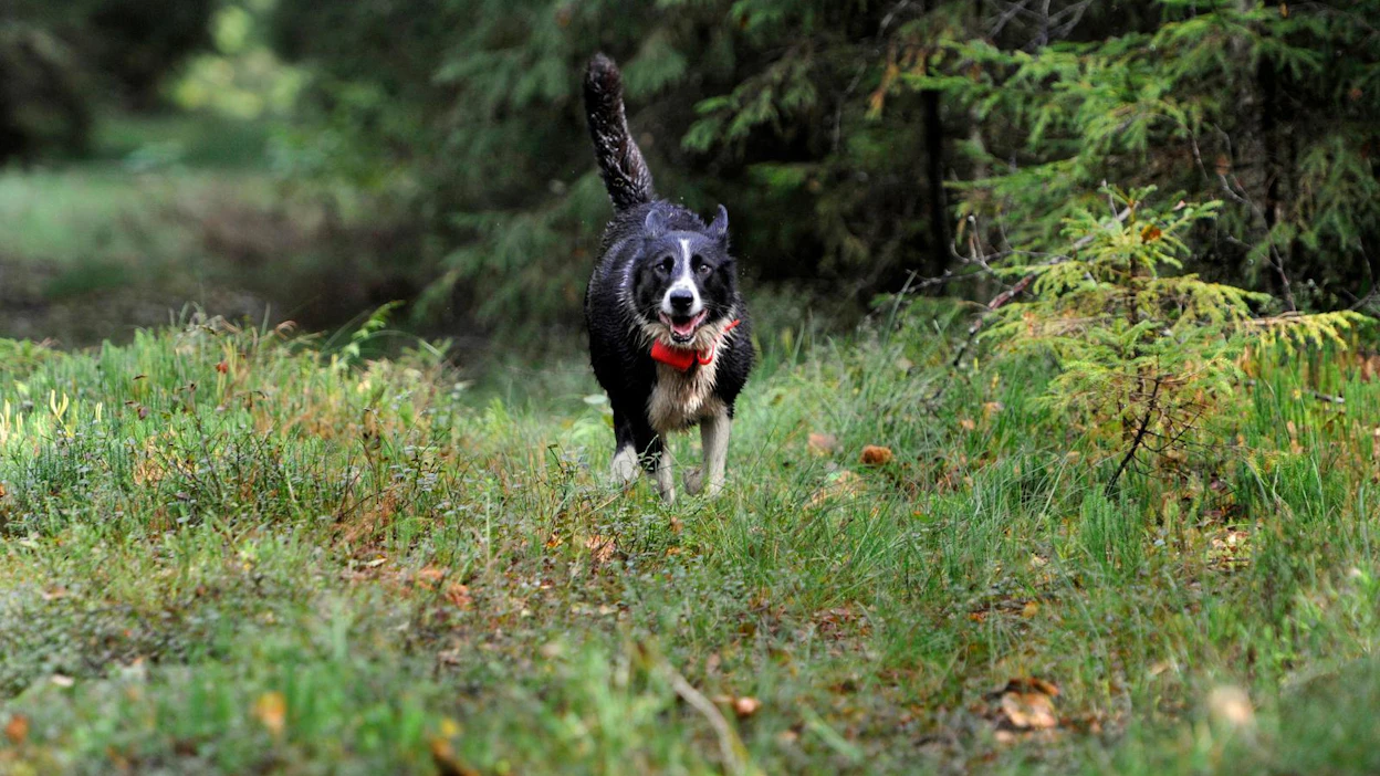 Viime vuosina sudet ovat tappaneet noin 20–50 koiraa vuodessa, vahingot ovat keskittyneet syksyyn. Metsästyskoirien lisäksi sudet ovat tappaneet pihassa olleita koiria. Kuvassa karjalankarhukoira Kuohukorven Missi.
