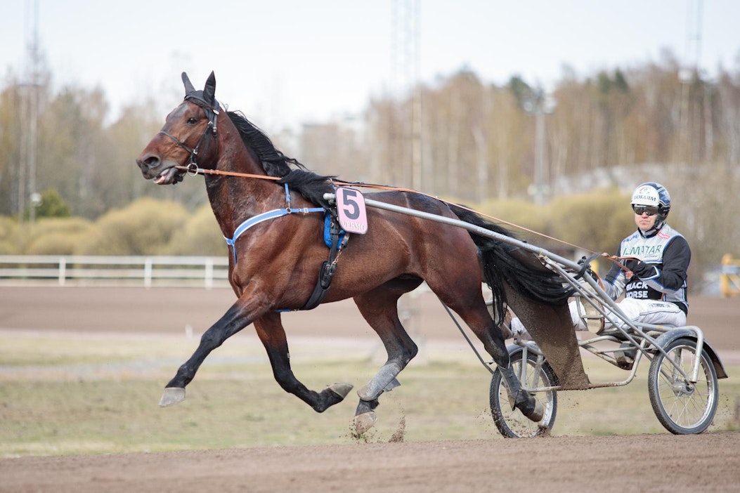 Antti Ojanperän valmentama Ivan B.R. on vihjerivin toinen varma.
