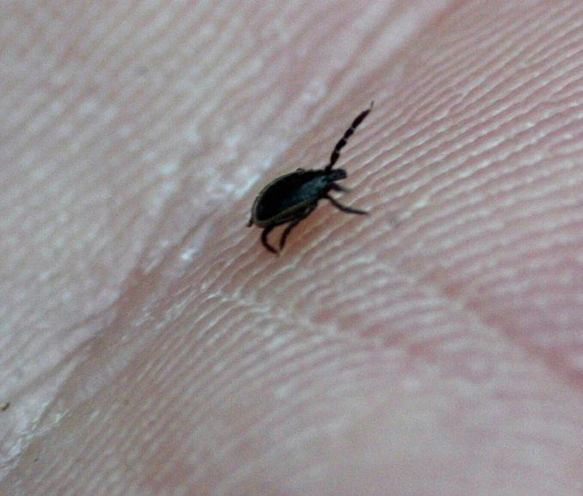 Leudompi ilmasto suosii punkin lisäksi sen isäntäeläimiä, joista tärkeimpiä ovat pikkujyrsijät.