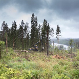 Metsäkoneenkuljettaja Janne Seppänen katkaisi päätehakkuualan huonokuntoiset rungot kaatumisvaaran vuoksi. Iän myötä ne lahoavat ja muodostavat elinympäristön monille lahopuulajeille.