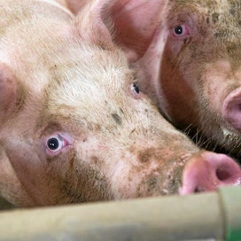 Suomalainen sika ei saa antibiootteja varmuuden vuoksi vaan ainostaan sairauksien hoitoon.