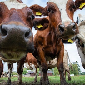 Eri tilastolähteistä kerätyn tiedon perusteella suomalaisella lihalla on useita avuja: EU:n keskiarvoon verrattuna meikäläisen karjan kasvatuksessa hyödynnetään enemmän uusiutuvaa energiaa, mutta käytetään vähemmän antibiootteja sekä kasvinsuojeluaineita. Myös ammoniakkia haihtuu pelloilta vähemmän.