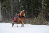 Ville Koivisto ja kaksivuotias suomenhevosori Ovi (i. Sipori, e. Vauhdin Vile 1.25,1a, ei. Viltterin Vile) Kurikan Käräjävuoren hiittisuoralla.