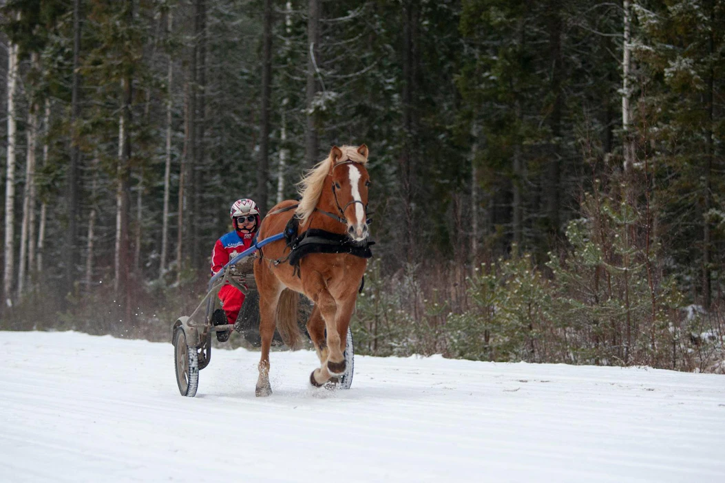 Ville Koivisto ja kaksivuotias suomenhevosori Ovi (i. Sipori, e. Vauhdin Vile 1.25,1a, ei. Viltterin Vile) Kurikan Käräjävuoren hiittisuoralla.