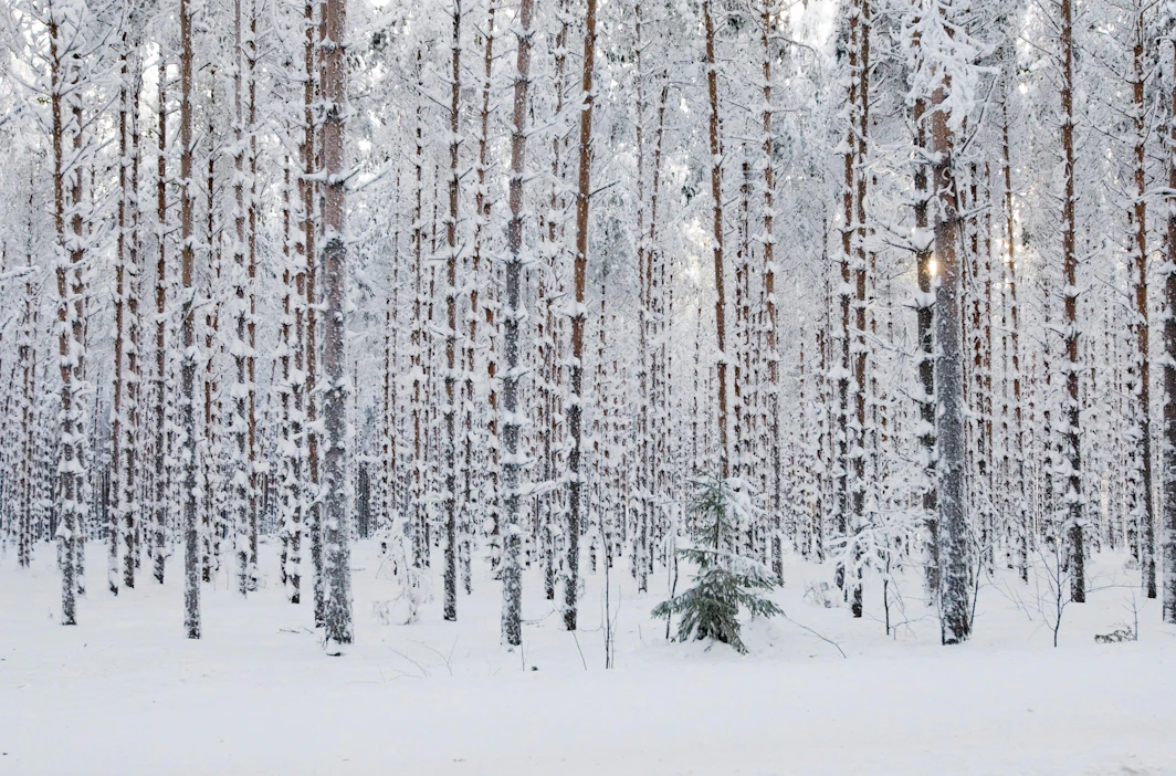 Metsäkeskus ei luovuta avoimen metsätiedon mukana metsänomistajien nimi- tai yhteystietoja, tilanrajoja tai kiinteistötunnuksia.