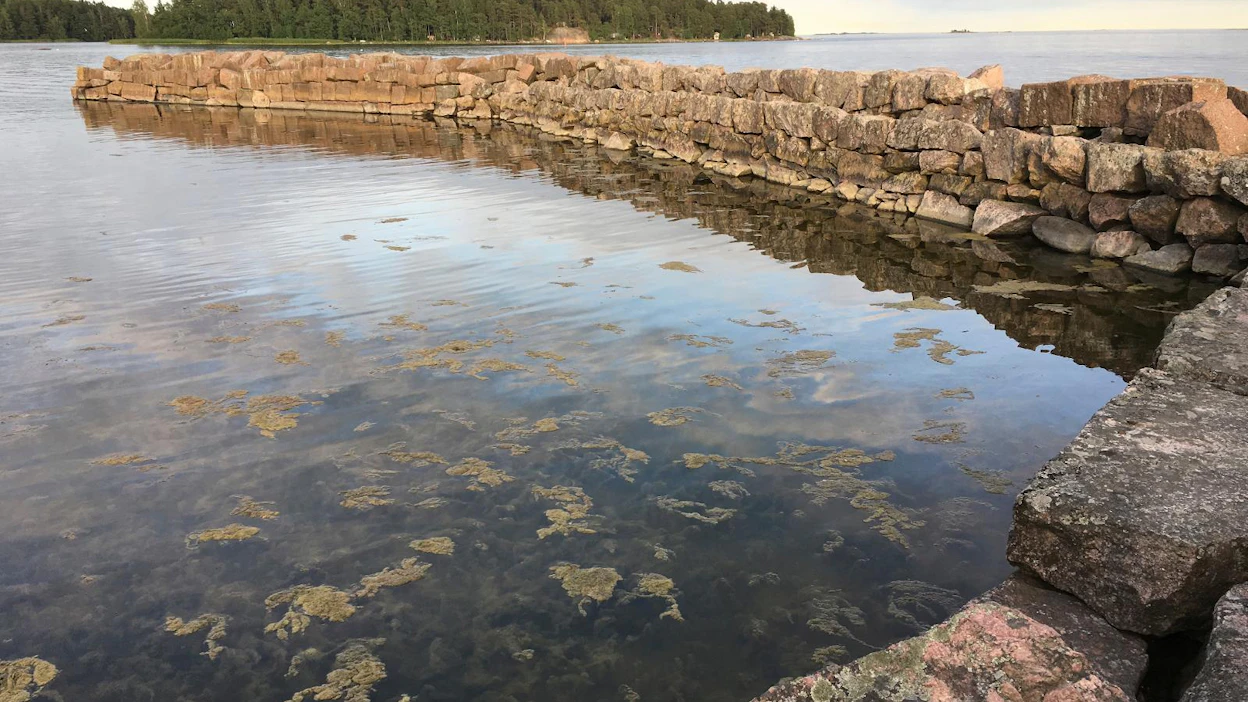 Åbo Akademin ympäristö- ja meribiologian laitoksen tutkijat haluavat selvittää tänä kesänä rakkohaurujen määriä ja kutsuvat kansalaisia osallistumaan meritutkimukseen.