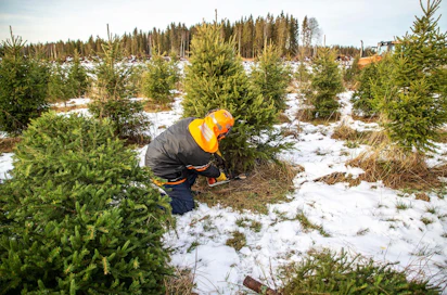 Noin puolet suomalaisista kotitalouksista päätyy tänä jouluna hankkimaan joulukuusen. Tämä kuva on loimaalaiselta kuusiviljelmältä.