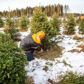 Noin puolet suomalaisista kotitalouksista päätyy tänä jouluna hankkimaan joulukuusen. Tämä kuva on loimaalaiselta kuusiviljelmältä.
