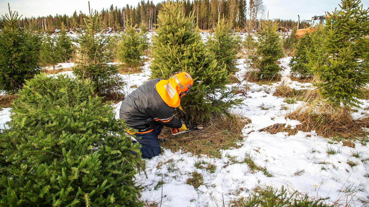 Noin puolet suomalaisista kotitalouksista päätyy tänä jouluna hankkimaan joulukuusen. Tämä kuva on loimaalaiselta kuusiviljelmältä.