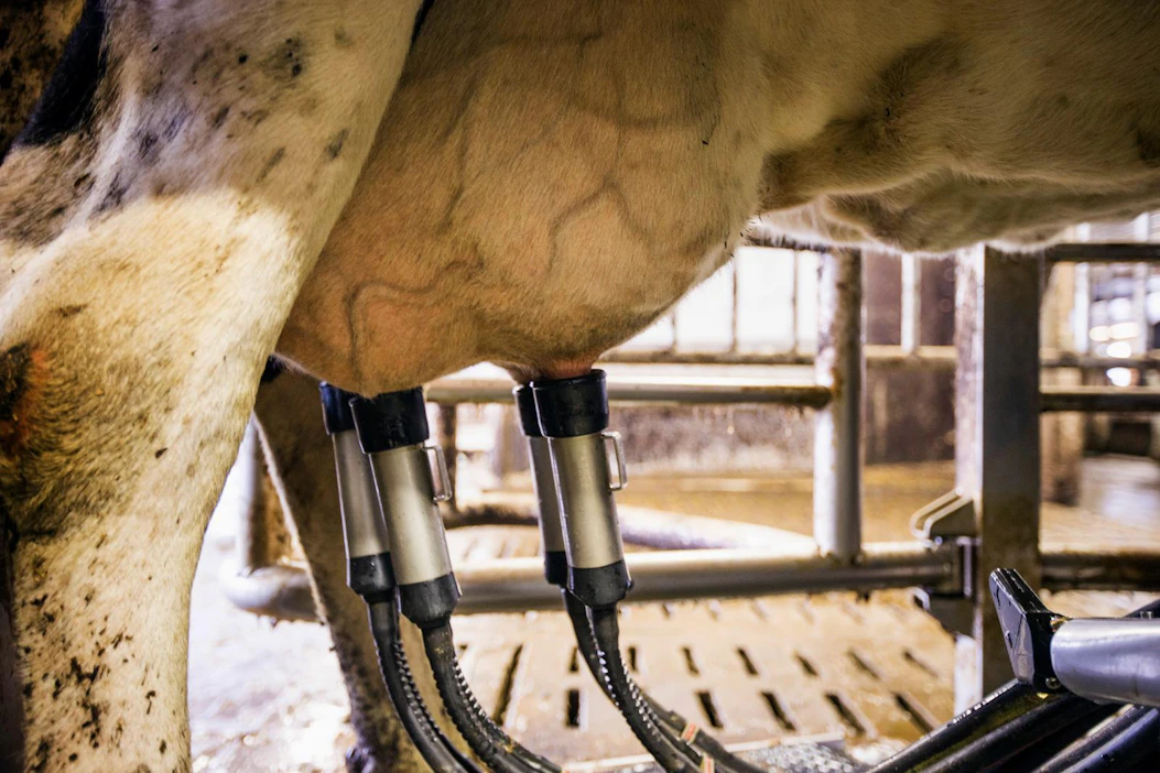 Valiolaisten maitotilojen hiilijalanjälki on keskimäärin yhtä kevyt kuin Arla Suomelle maito toimittavien tilojen. Jälkimmäisten tuottaman maitolitran hiilijalanjälki on noin 1,03 hiilidioksidiekvivalenttikiloa
