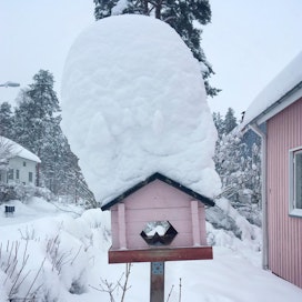 Jyväskylän Kypärämäessä lintulaudan päälle on kertynyt 47 sentin paksuinen lumikerros. Laudalla vierailee pääsiassa sini- ja talitiaisia.