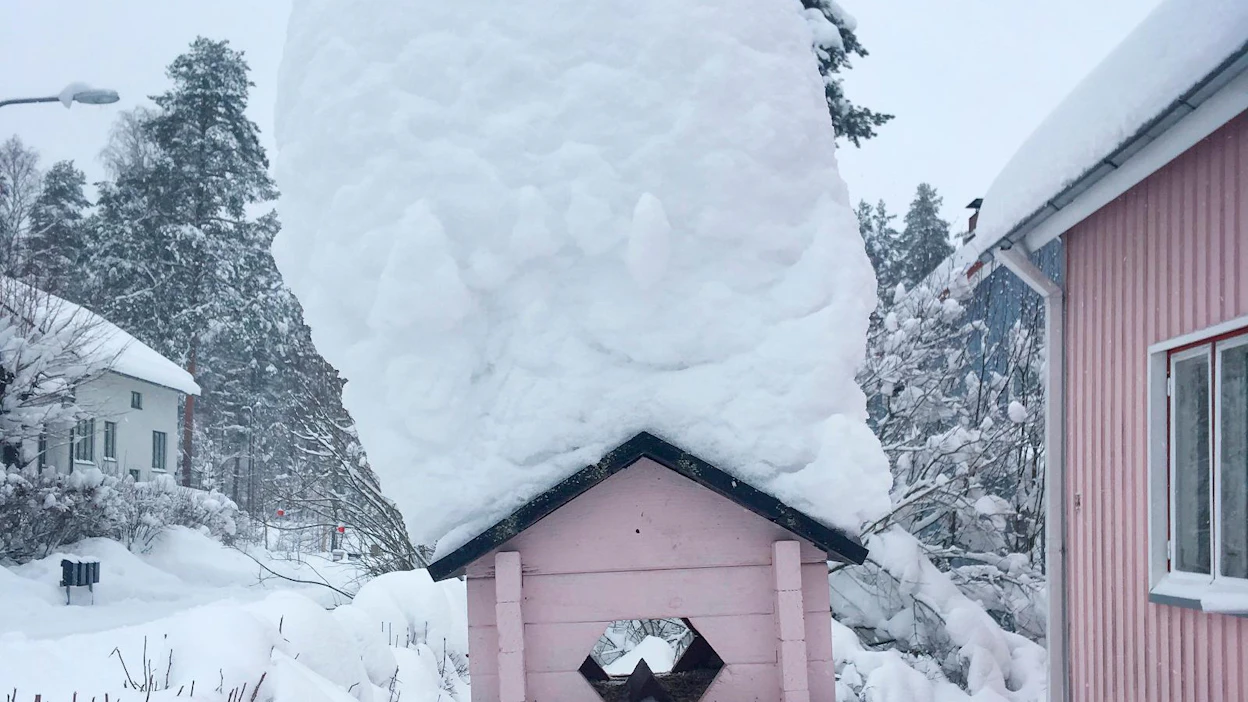 Jyväskylän Kypärämäessä lintulaudan päälle on kertynyt 47 sentin paksuinen lumikerros. Laudalla vierailee pääsiassa sini- ja talitiaisia.