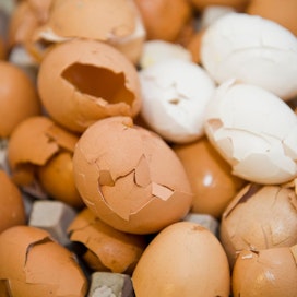 Lidl myy jatkossa vain vapaiden kanojen munia. Lukijat ottivat kantaa.