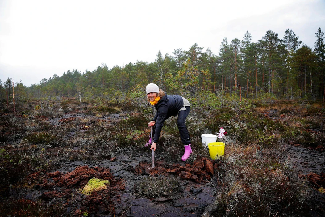 Suomen luonnonsuojeluliiton talkoisiin osallistunut Emilia Horttanainen istutti rahkasammalta Miehikkälän Savansuolle syyskuussa. Tavoitteena on nopeuttaa suon palautumista ja vähentää ennallistamisen jälkeen lisääntyviä metaanipäästöjä.