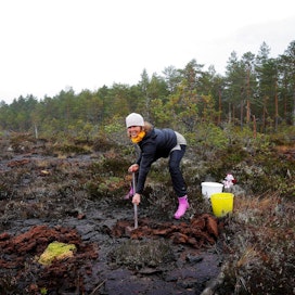 Suomen luonnonsuojeluliiton talkoisiin osallistunut Emilia Horttanainen istutti rahkasammalta Miehikkälän Savansuolle syyskuussa. Tavoitteena on nopeuttaa suon palautumista ja vähentää ennallistamisen jälkeen lisääntyviä metaanipäästöjä.