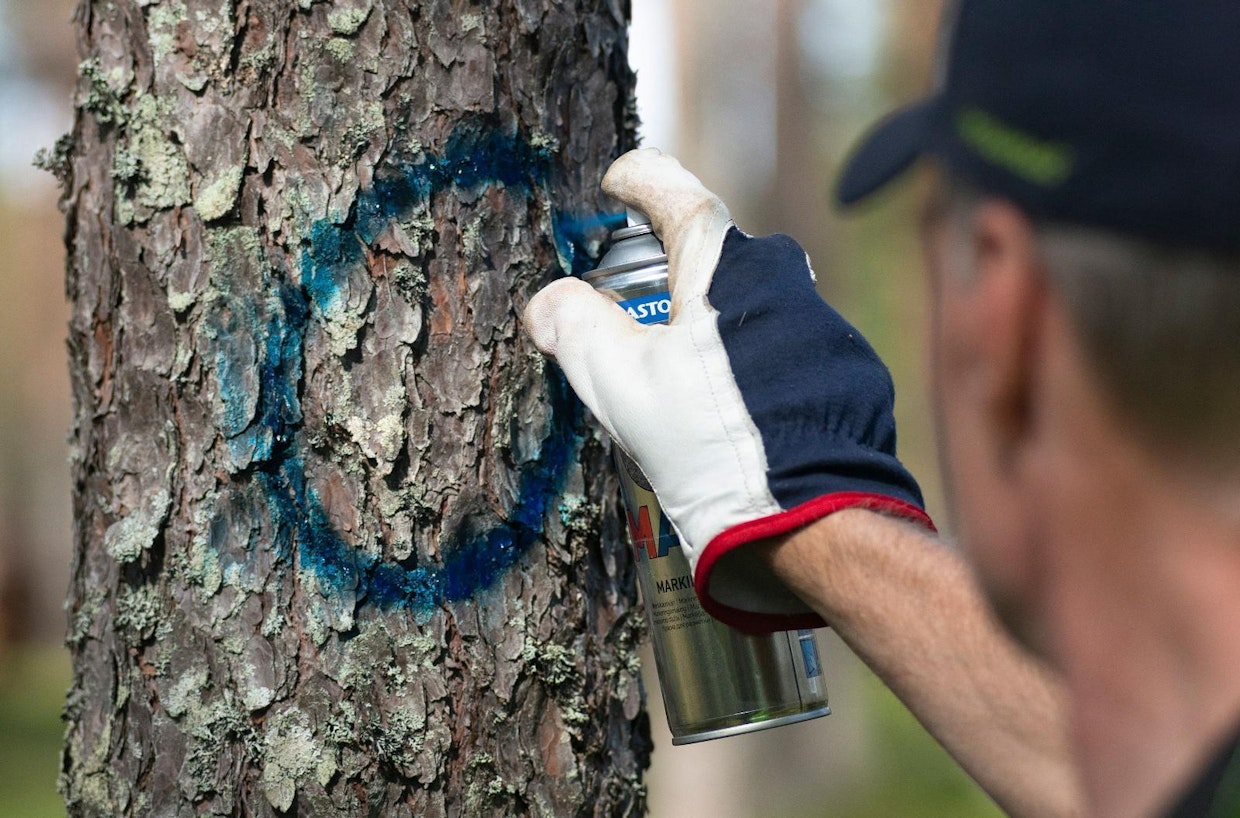 Hannu Ala-Kapee merkitsee pylvään pituuden runkoon spraymaalilla. Nolla tarkoittaa, että männystä tulee 10-metrinen pylväs.