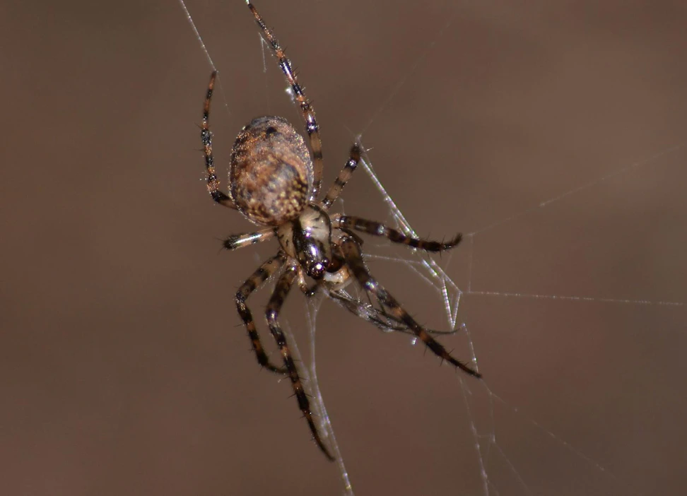 Ruotsalaisilla tutkijoilla on hämähäkkimiehen elkeitä. Hämähäkki ei ole enää ainut, joka seitin tekoon kykenee.